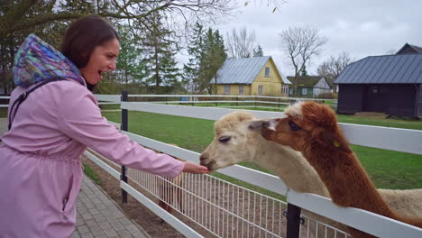 Caucasian-woman-in-a-pink-coat-and-brown-hair-feeding-two-cute-llamas