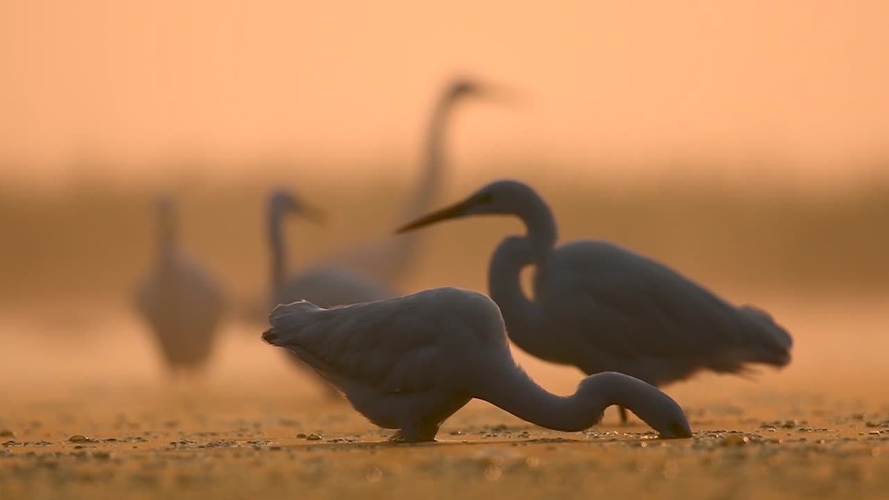 Flock of Great Egrets in Misty morning