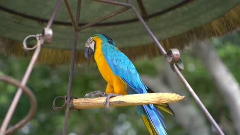 Yellow-macaw-standing-in-stick.---Guatemalan-bird