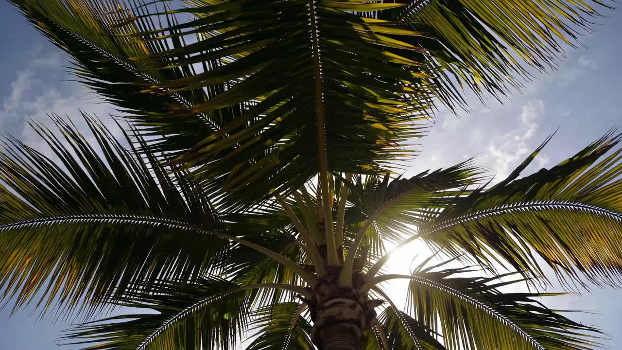 Un video cattura una ripresa dal basso con luce solare che filtra tra le foglie di palma, creando un’atmosfera tropicale