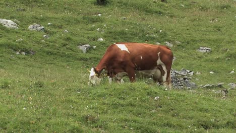 Alm-Mit-Kuh-In-Den-Bayerischen-Alpen-In-Der-Nähe-Von-Sudelfeld,-Deutschland