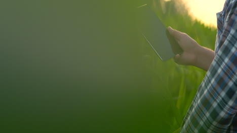 un agricultor con una tableta al atardecer en un campo de maíz examina las plantas y utilizando la aplicación controla y envía para el análisis datos sobre la cosecha exitosa.