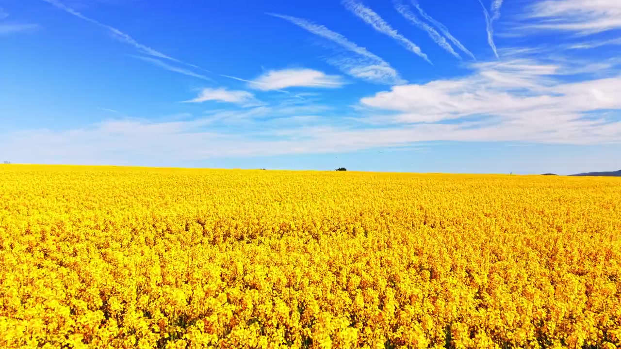 画面いっぱいに密生する金色の花々、上空には鮮やかなコバルト色の空を横切る巻雲の筋。ブルガリアの薄雲がたなびく空の下、満開の菜の花畑。