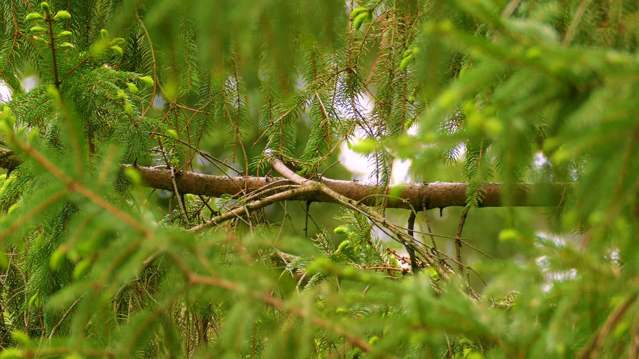 Small Bird Hidden in Spruce Tree