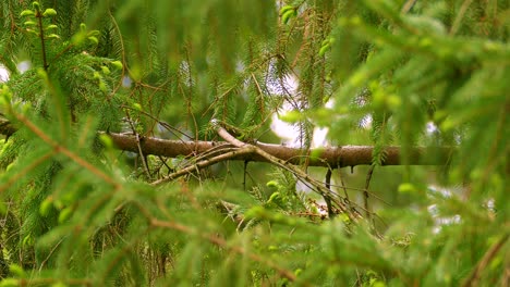 Small Bird Hidden in Spruce Tree