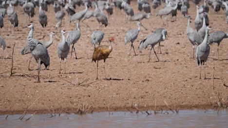 juvenil de grulla gris caminando junto al estanque del desierto secándose