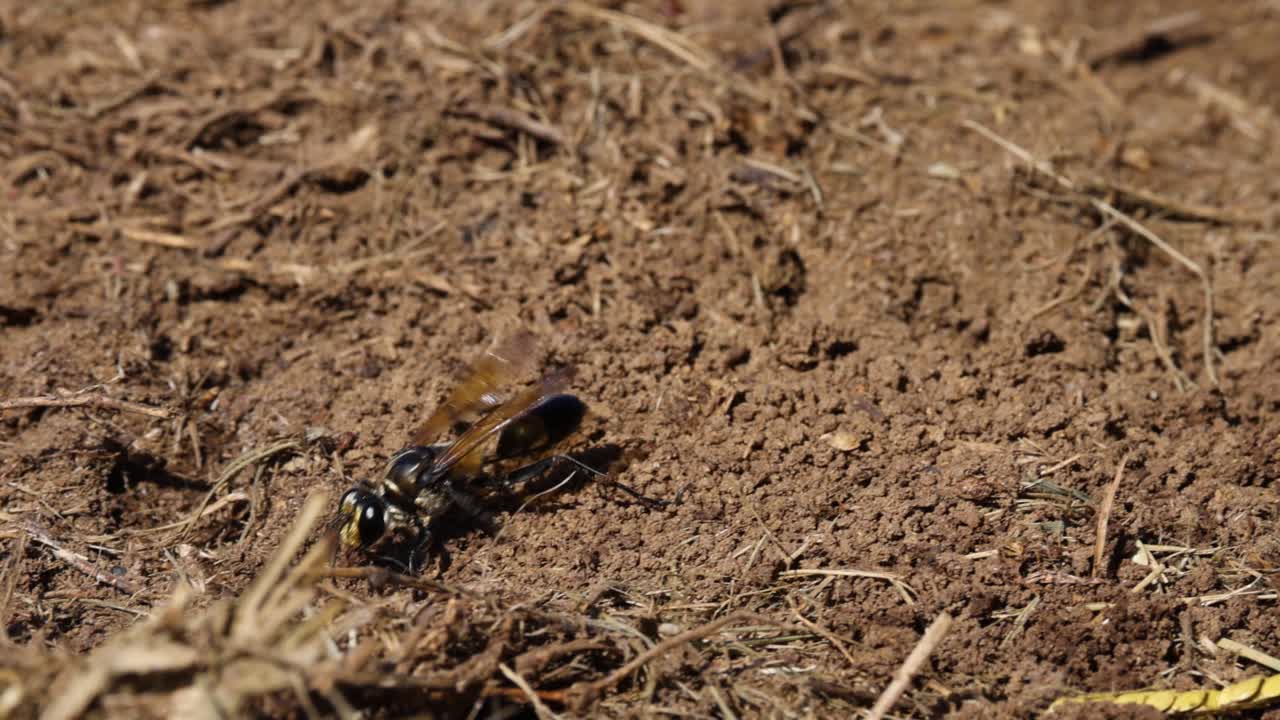 벌레는 환경과 상호 작용하고, 토양을 파고들었습니다.