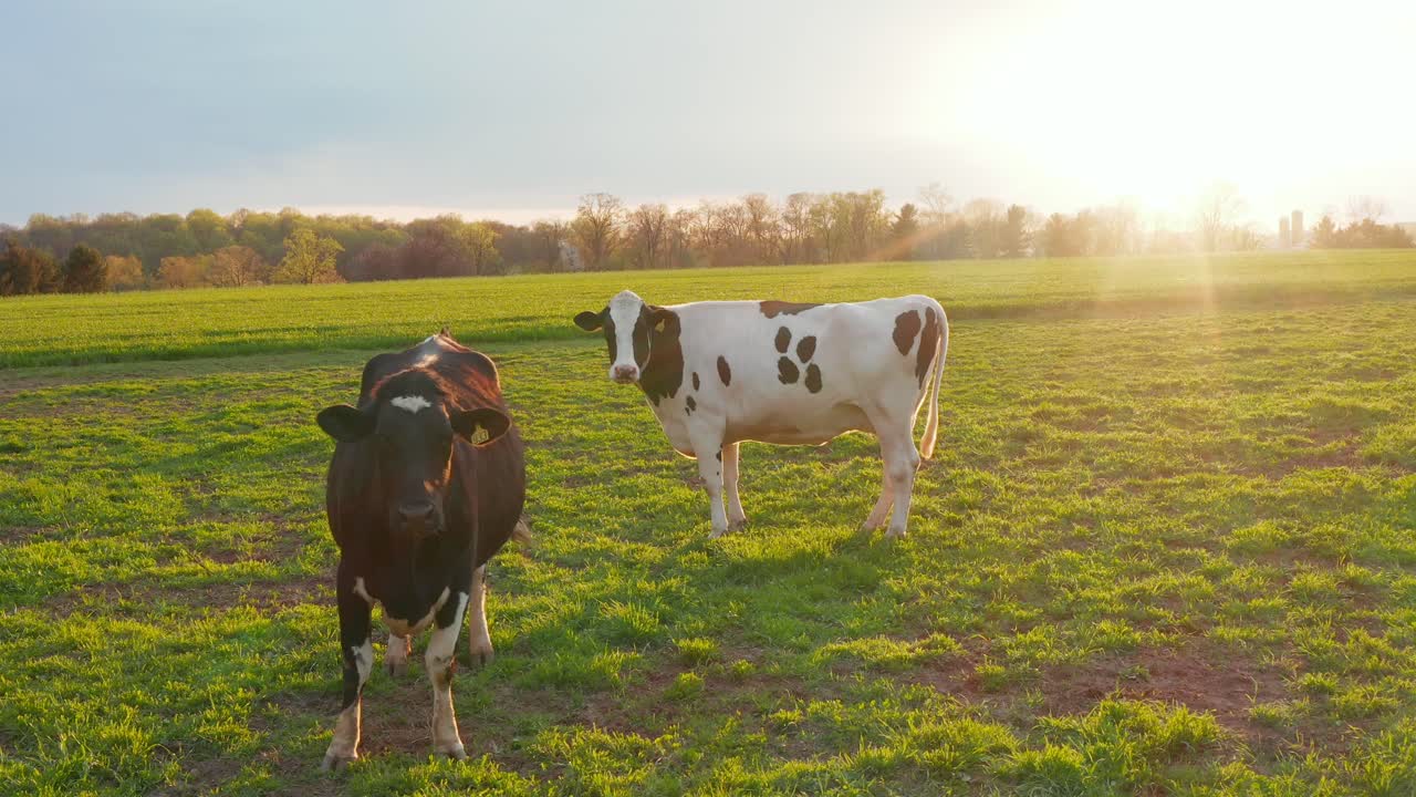 dos vacas en prados verdes al amanecer, al atardecer