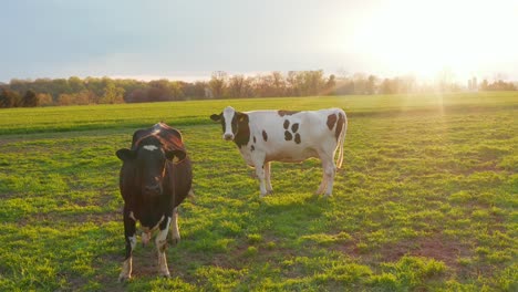 Two-cows-in-green-meadow-pasture-at-sunrise,-sunset