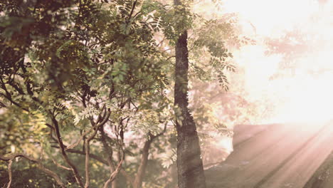 sunlight shining through the trees in a forest