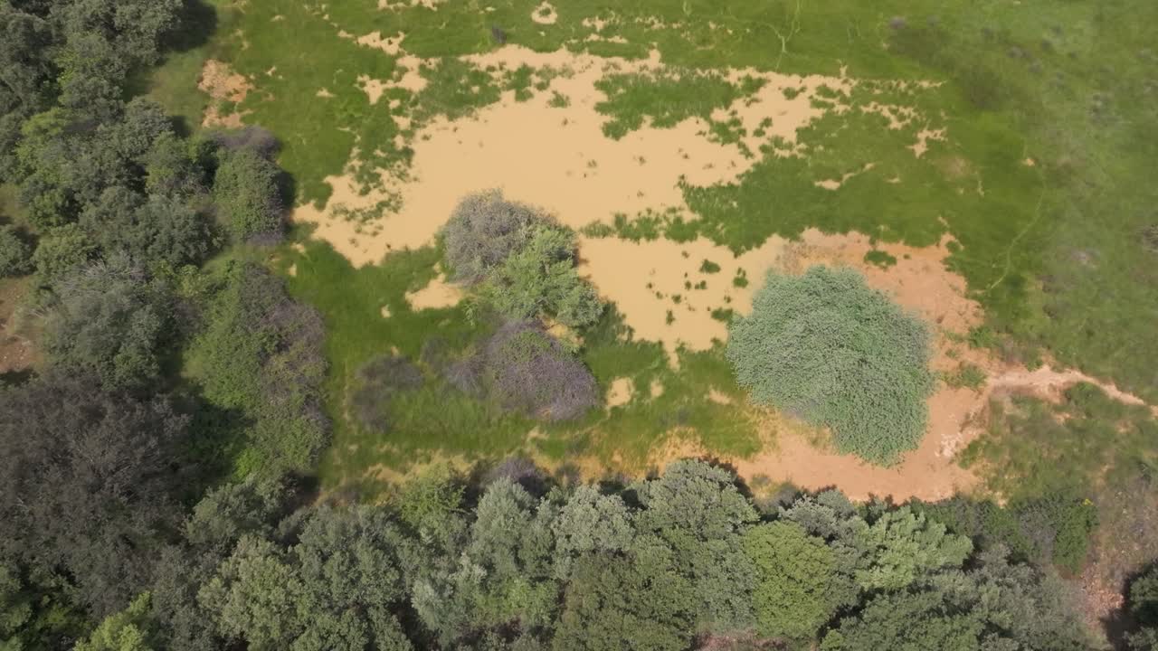 Drone descending top view of a rural field with a striking muddy brown flooded area, surrounded by green grass and trees on the sides, capturing vivid contrast and texture