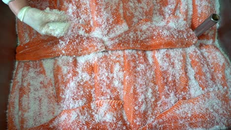 persons hand salting salmon fillets laying inside huge stainless steel container - norway fish industry