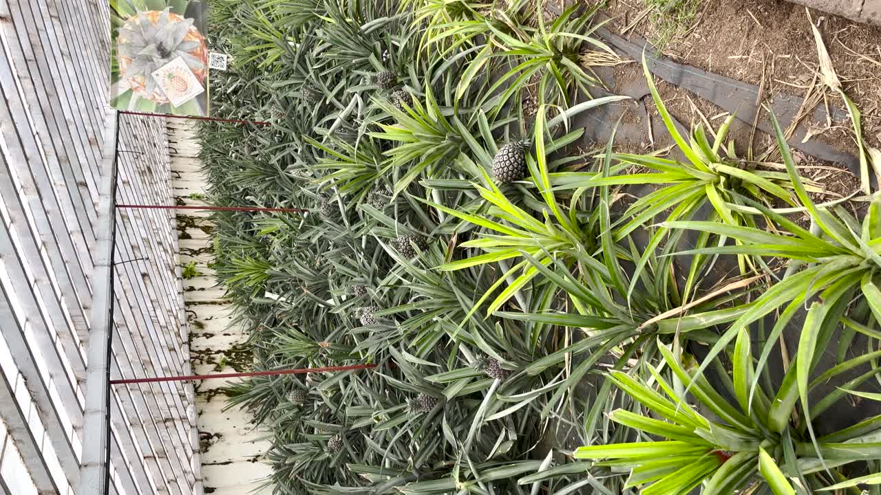 Pineapple plantation