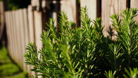 fresh rosemary plant in a garden