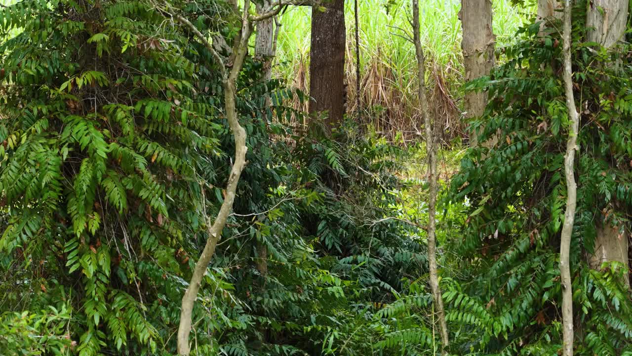 Camera slowly pans through dense Daintree rainforest, highlighting epiphyte-laden trees, vibrant green foliage, and filtered natural daylight in Port Douglas, Australia