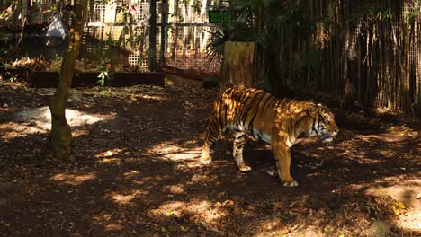 tigre caminando en un recinto del zoológico forestal