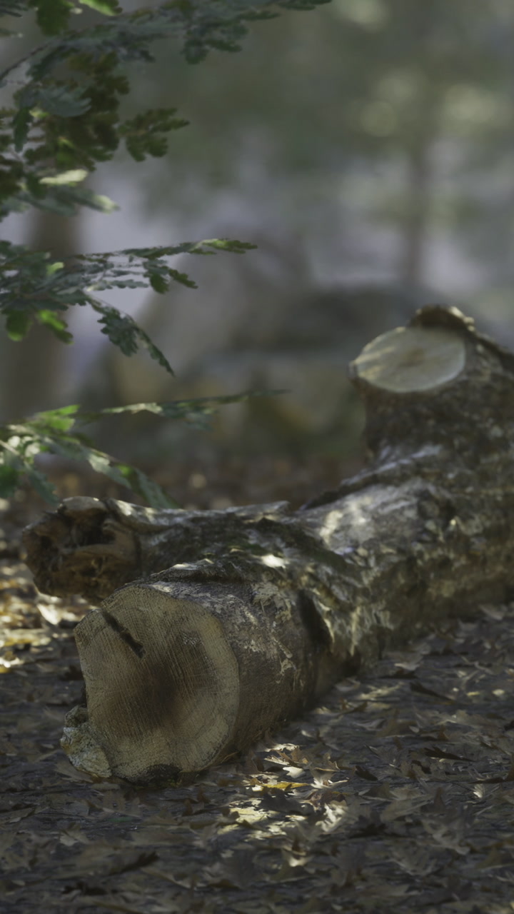Fallen log rests peacefully on forest floor surrounded by nature