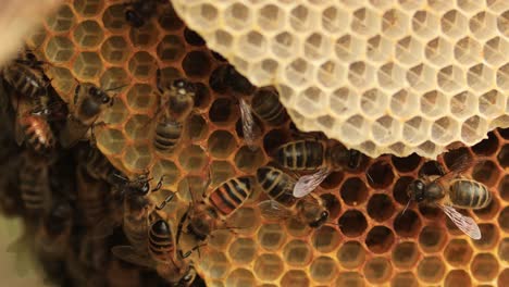 Abejas-En-Primer-Plano-Entre-Capas-De-Panal-Natural-Con-Una-Colonia-De-Apis-Mellifera-Carnica-Salvaje-O-Abejas-Melíferas-Occidentales-Moviéndose-En-La-Colmena