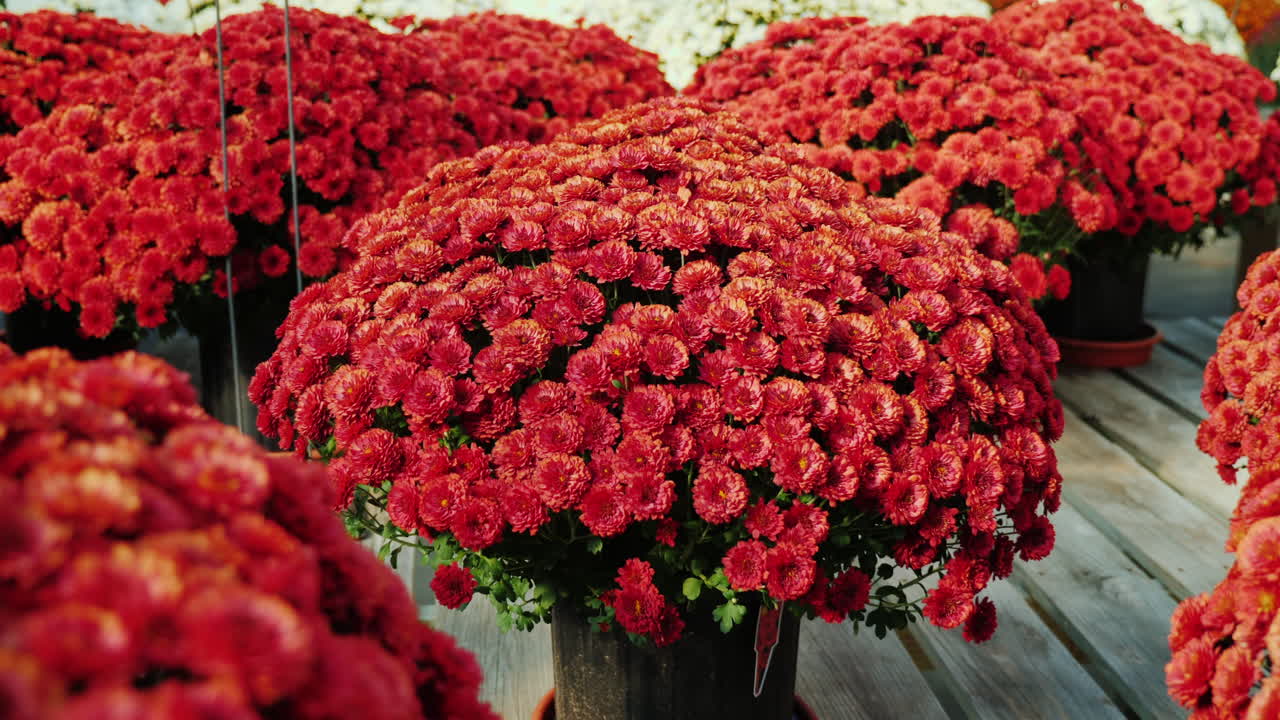 crisantemos rojos en invernadero comercial