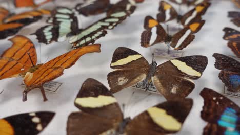 butterfly collection. collection of butterflies of various species