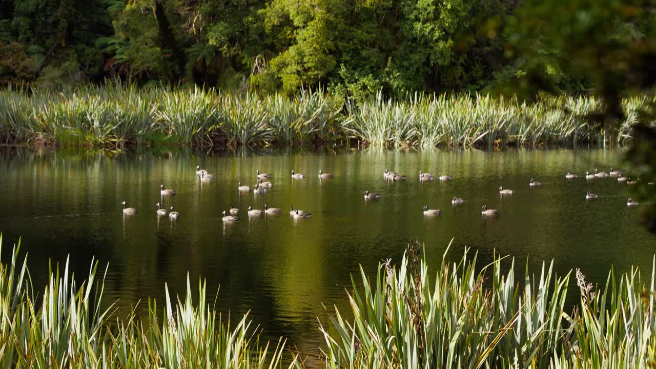 Geese on the mirrored waters of Lake Matheson surrounded by green nature.