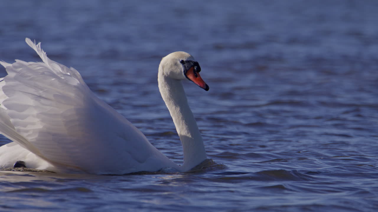 Cisne-branco (Cygnus olor) nadando no Nieuwe Driemanspolder, Holanda. O cisne é capturado em uma pose de "exibição", com suas asas arqueadas sobre as costas para sinalizar dominância territorial.