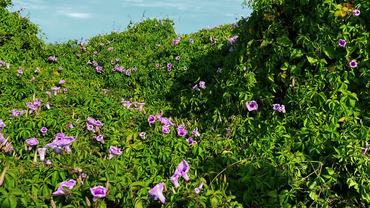 flores florecientes de ipomoea cairica balanceándose con el viento cerca de la playa clovelly en sydney, nueva gales del sur en una primavera soleada
