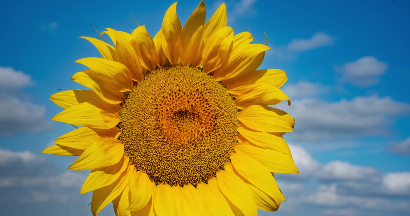 Primer plano de un girasol vibrante contra un cielo azul con una abeja