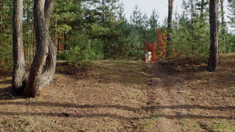 Golden-Retriever-Welpe-Läuft-Einen-Pfad-In-Einem-Malerischen-Wald-Entlang