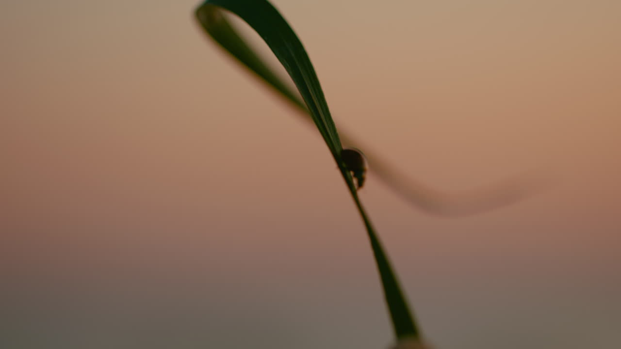 foto macro de un escarabajo de hoja metálica caminando sobre una hoja larga