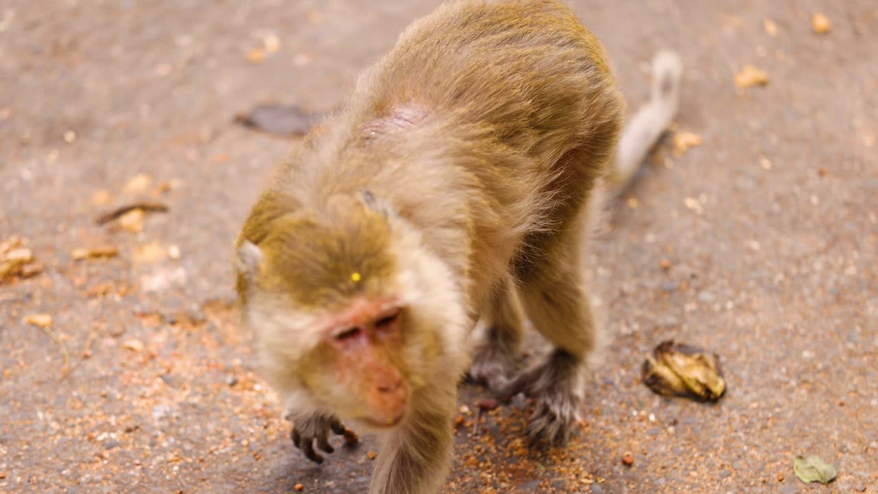 mono paseando por una calle en chonburi, tailandia