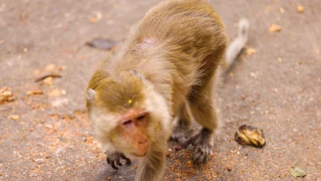 monkey strolling on a street in chonburi, thailand