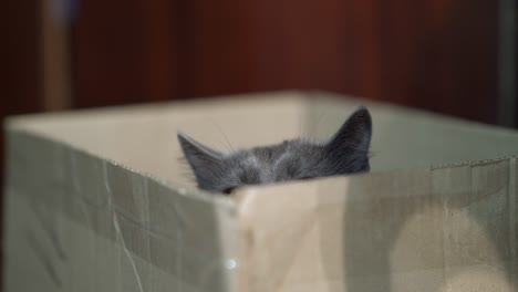 funny gray cat hiding in a cardboard box