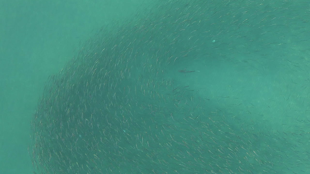 aéreo: caza de tiburones de arrecife bajo una cautelosa bola de cebo mullet en mar despejado