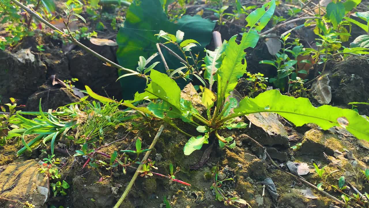 Uma borboleta comum amarelo-grama voando sobre um arbusto, Bangladesh. Eurema hecabe