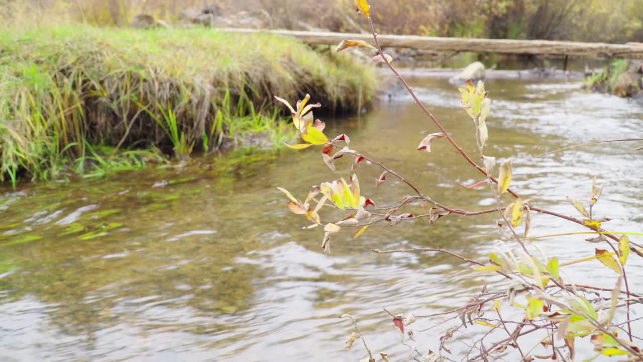 가을에 흐르는 맑고 깨끗한 개울의 패닝 뷰