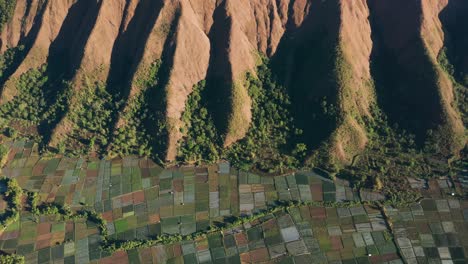 unique contrast of natural habitat and man made pattern of rice fields