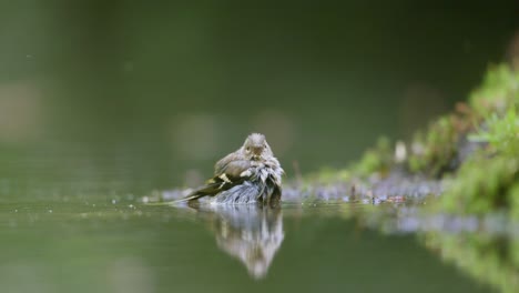 bird bathing in the forest