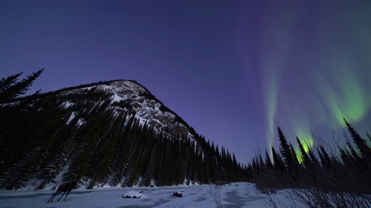 Wide-angle shot of a snowy mountain landscape at dusk, featuring a moose