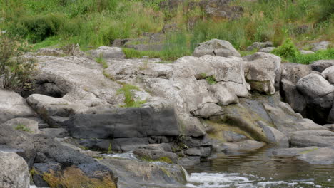 garceta blanca australiana de pie sobre rocas en un agua de río en movimiento rápido