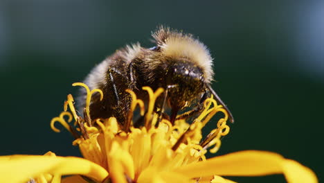 Bumblebee-feeding-on-a-flower-and-pollinating,-macro-close-up