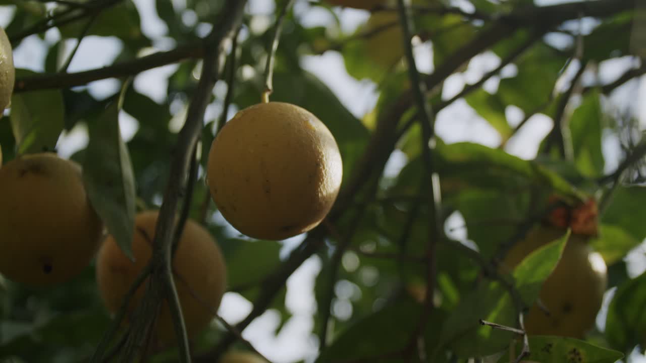 detalle de una naranja amarilla en su árbol durante un amanecer soleado en nápoles en italia