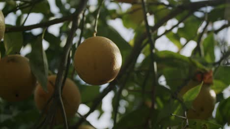 detail of a yellow orange on its tree duing a sunny sunrise in naples in italy