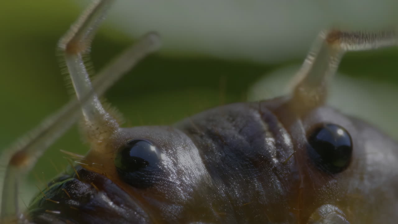 Macro shot of an insect's eyes