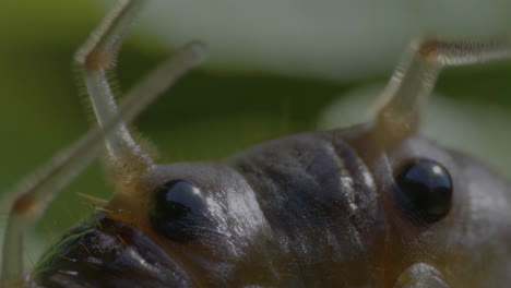 macro shot of an insect's eyes