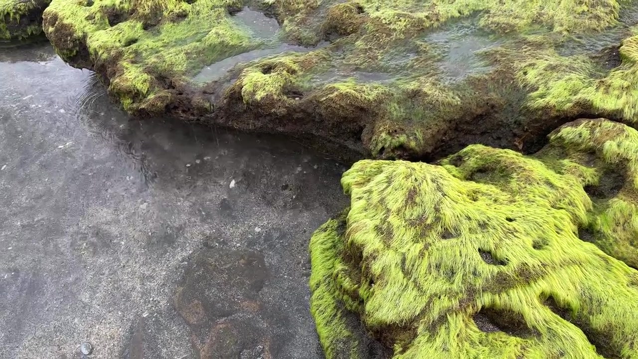 Gocce di pioggia che cadono su rocce verdi e muschiose in una chiara pozza di marea
