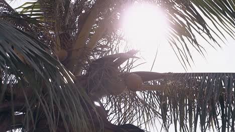 Die-Helle-Sonne-Scheint-Auf-Palmenkokosnüsse-Und-Riesige-Grüne-Blätter