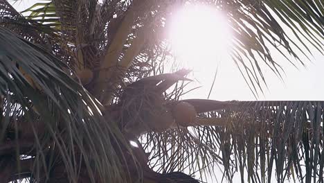 bright sun shines on palm coconuts and huge green leaves