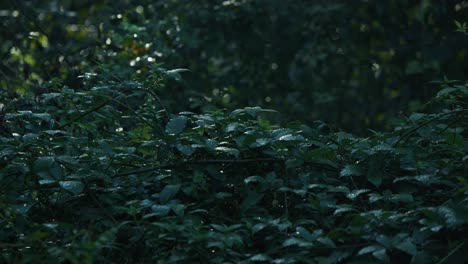 lush forest foliage covered in dew with soft light at lonjsko polje krapje