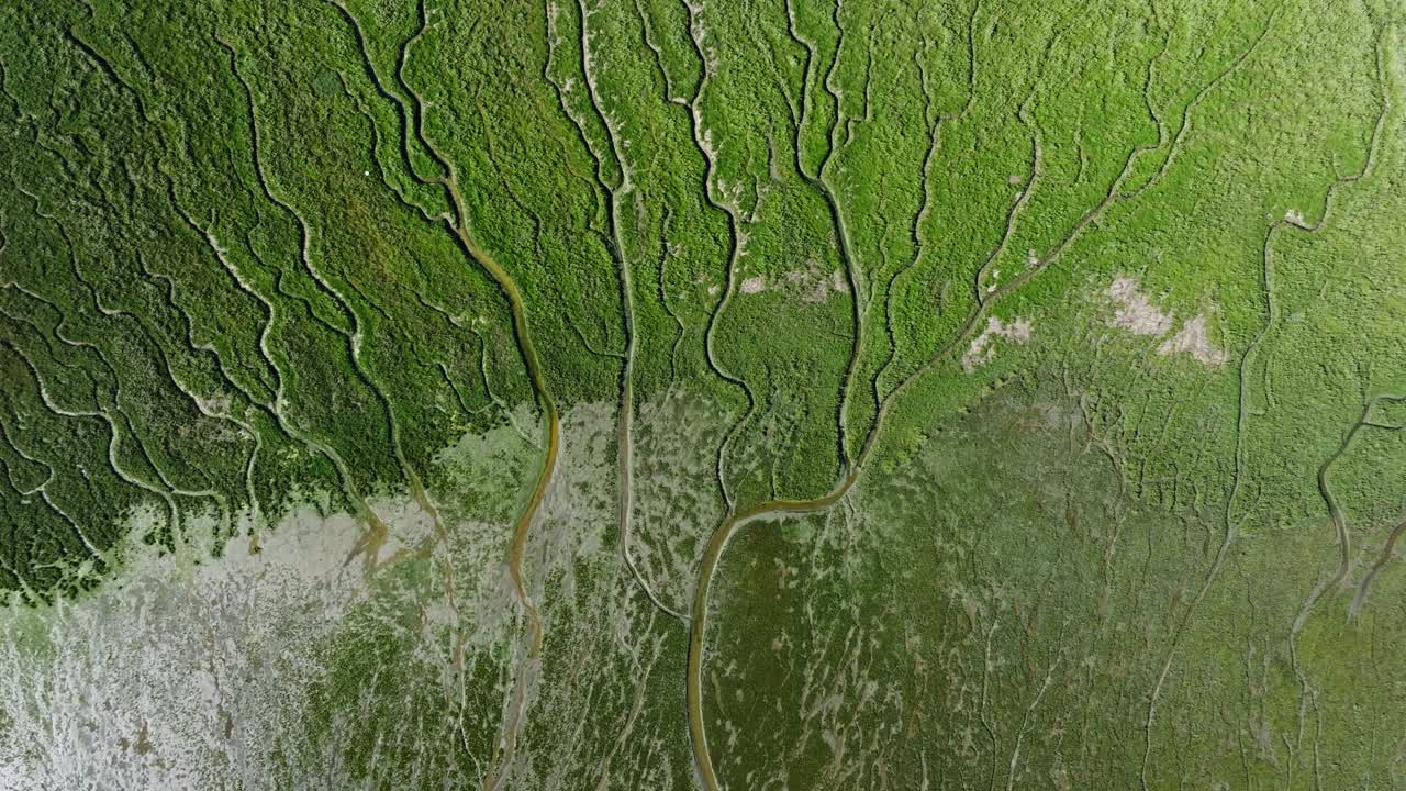 la impresionante textura de patrones del delta del río a través de las exuberantes llanuras de barro verde de slikken van voorne, países bajos